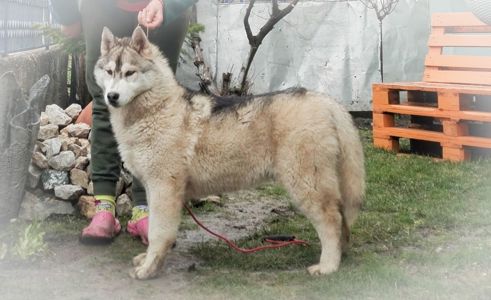 Самец сібірскай хаскі