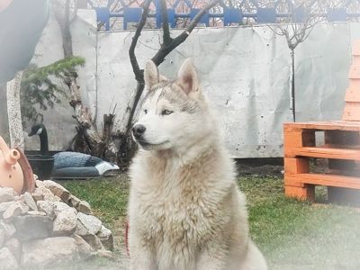 Самец сібірскай хаскі