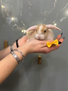 Карликовий декоративний кролик