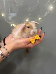 Карликовий декоративний кролик