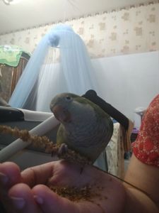 Продам пару Монахов СРОЧНО