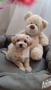 Хлопчик Мальтипу Ф1 міні