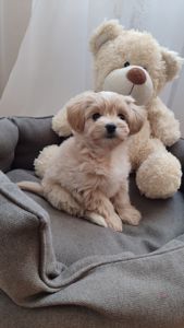 Хлопчик Мальтипу Ф1 міні