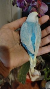 Хвилясті папуги, райдужні