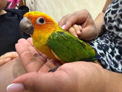 Солнечный аратинга молоденький мальчик