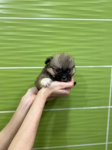 Щенки померанского шпица, окраса капучино