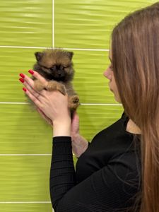 Щенки померанского шпица, окраса капучино