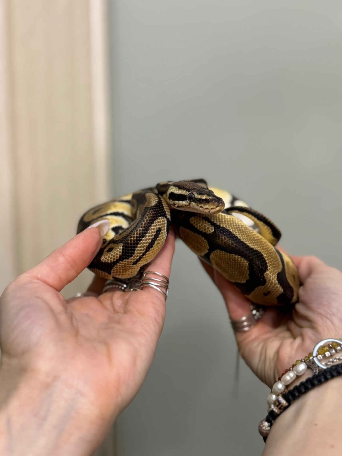 Королівський пітон регіус
