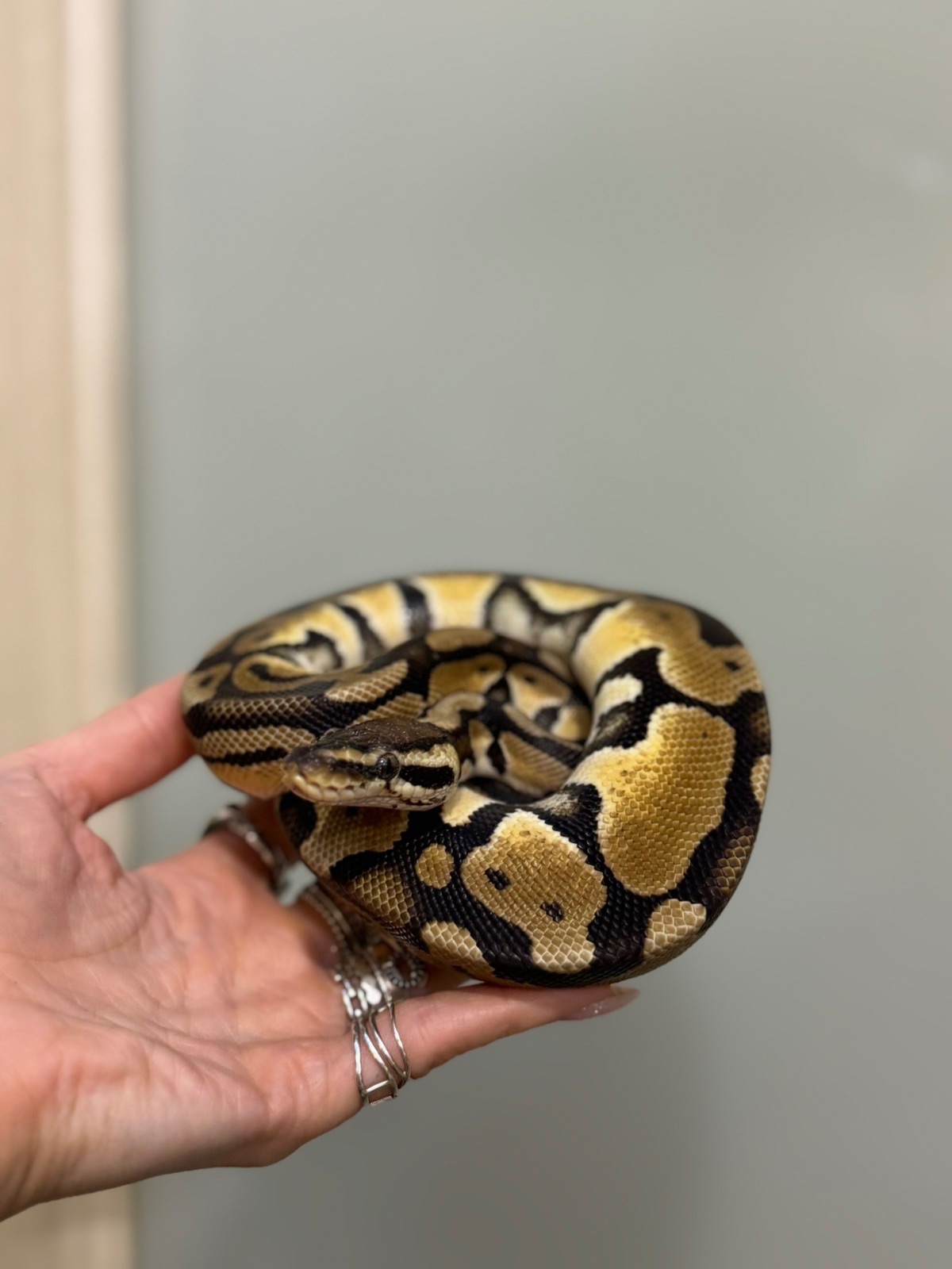 Королівський пітон регіус