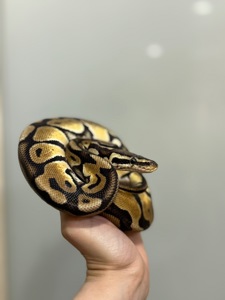 Королівський пітон регіус