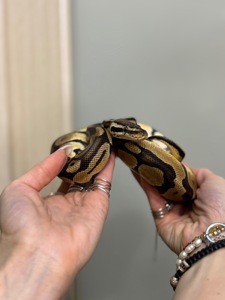 Королівський пітон регіус