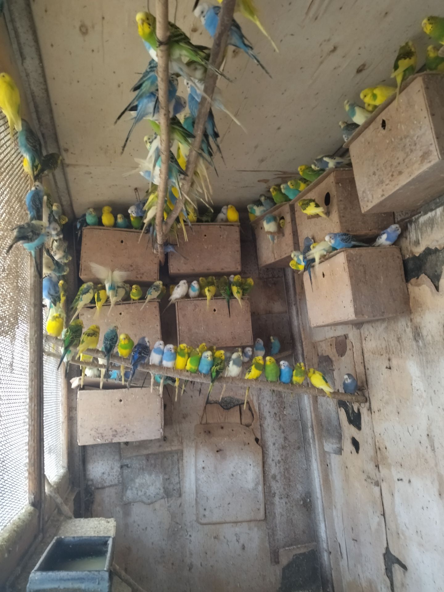 Хвилясті папуги