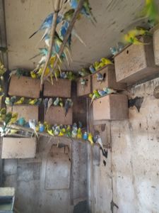 Хвилясті папуги