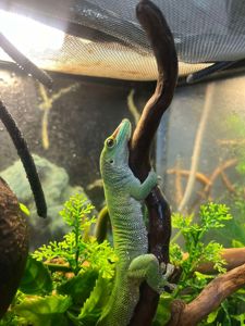 Мадагаскарський денний гекон або Фельзума (Phelsuma Grandis)