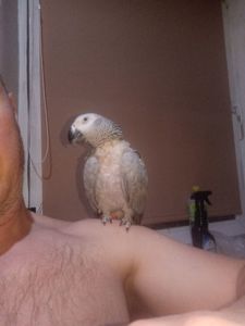 Жако алохвостий