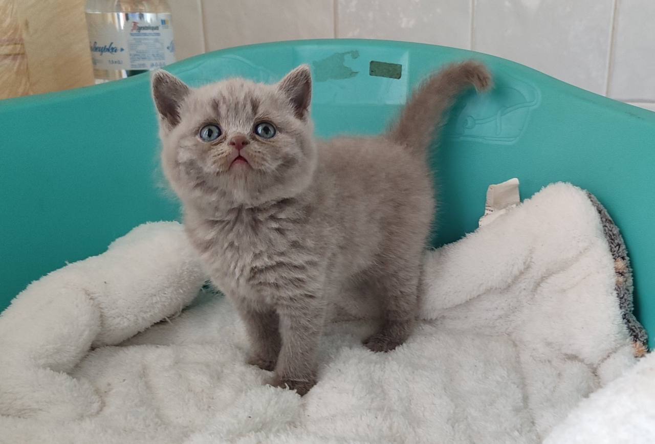 Кот Кокос