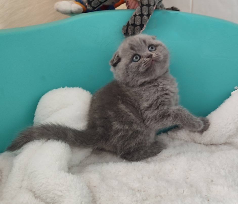 Кот Кокос