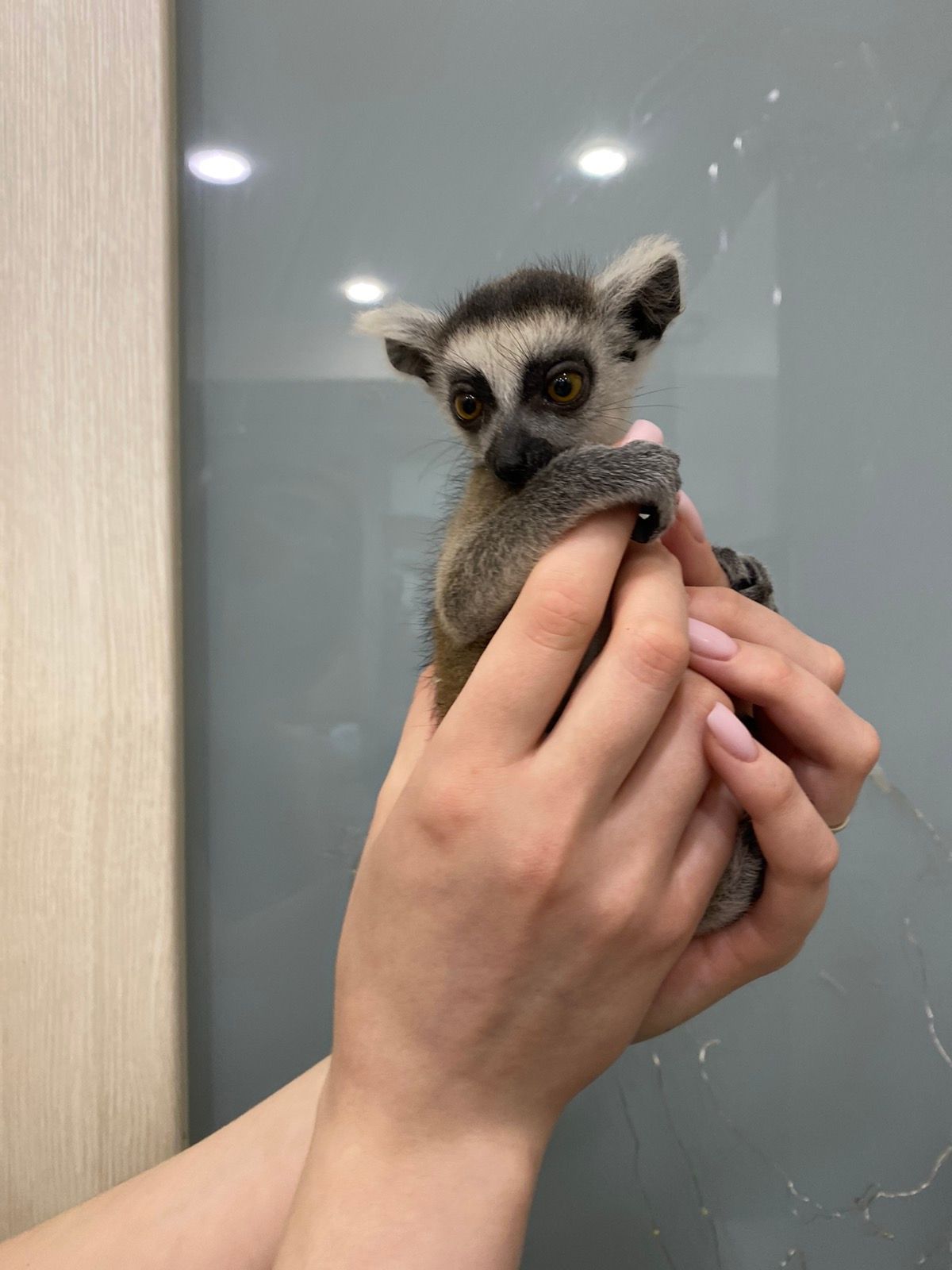 Лемур Катта ручные малыши Lemur catta