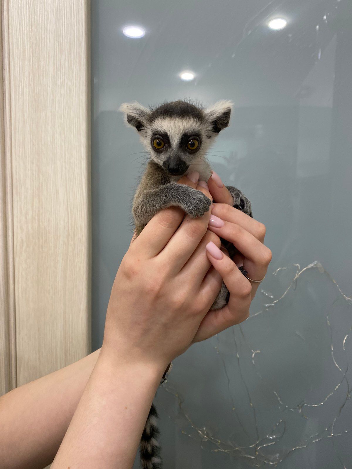 Лемур Катта ручные малыши Lemur catta