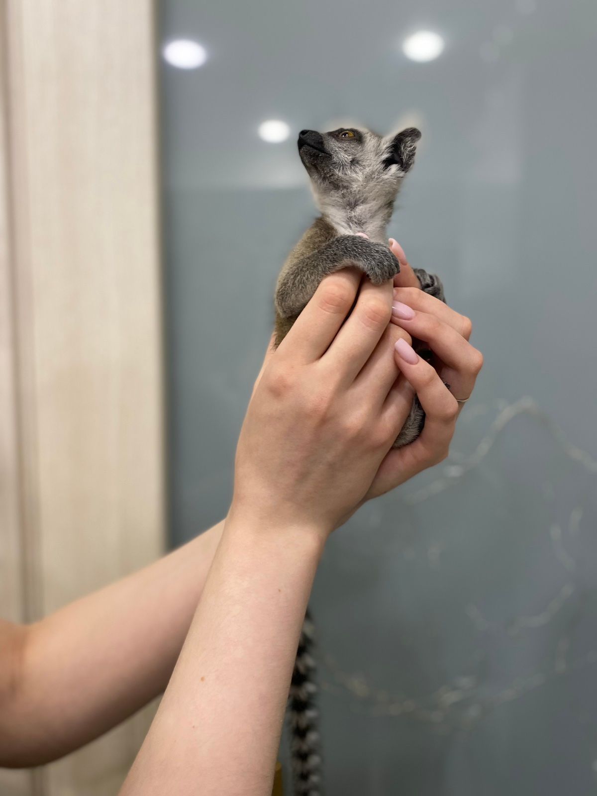 Лемур Катта ручные малыши Lemur catta