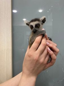 Лемур Катта ручные малыши Lemur catta