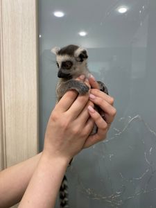 Лемур Катта ручные малыши Lemur catta