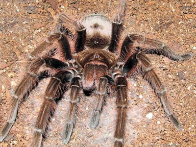 Theraphosa Apophysis (L1)