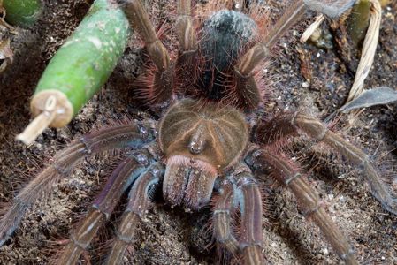 Theraphosa Apophysis (L1)