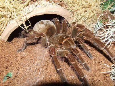 Theraphosa Blondi (L1)