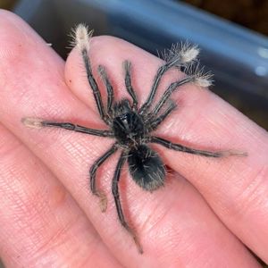 Theraphosa Apophysis (L1)