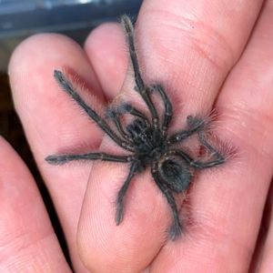 Theraphosa Blondi (L1)