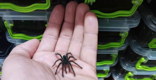 Theraphosa Blondi (L1)