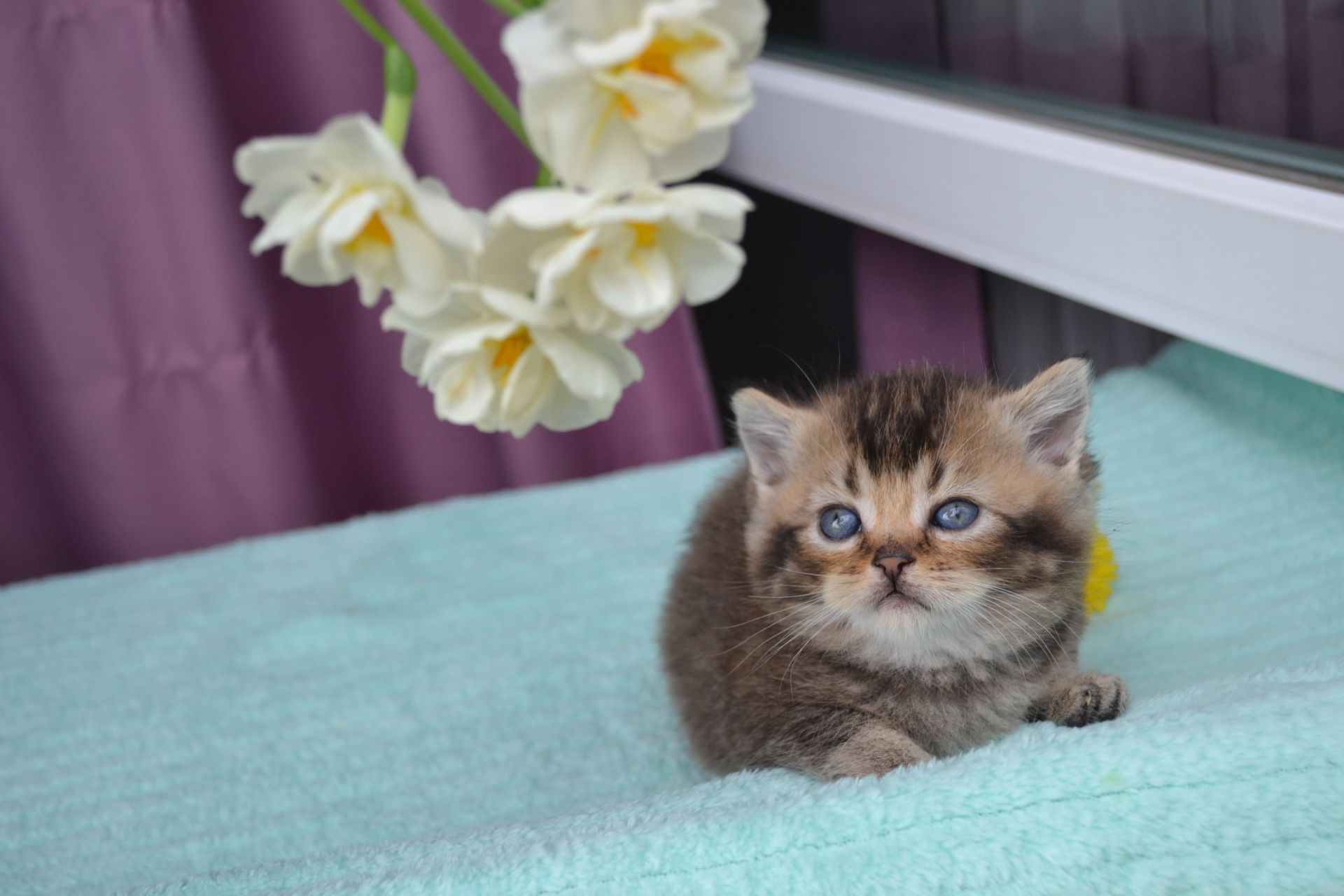 Шотландська прямо вухий хлопчик