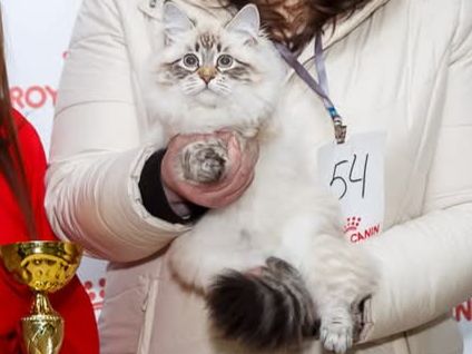 Невська маскарадна дівчинка з документами Vivienne