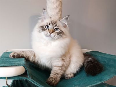 Невська маскарадна дівчинка з документами Vivienne
