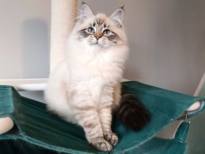 Невська маскарадна дівчинка з документами Vivienne