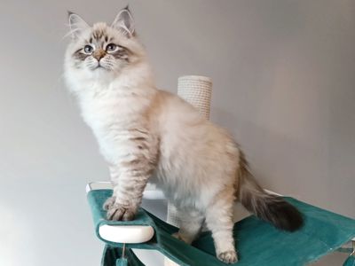 Невська маскарадна дівчинка з документами Vivienne