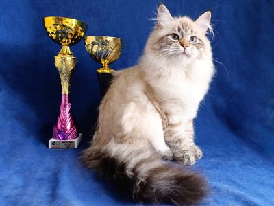 Невська маскарадна дівчинка з документами Vivienne