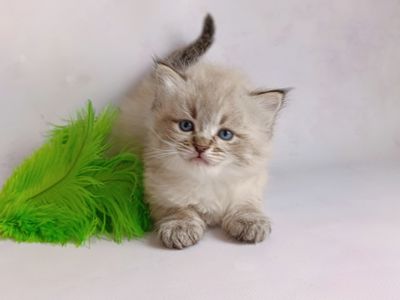 Невський маскарадний хлопчик з документами Xander