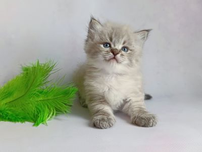 Невський маскарадний хлопчик з документами Xander