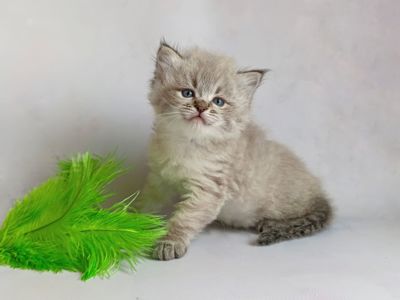 Невський маскарадний хлопчик з документами Xander