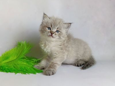 Невський маскарадний хлопчик з документами Xander