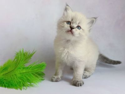 Невський маскарадний хлопчик з документами Xavier