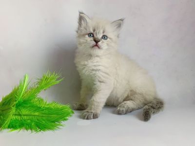Невський маскарадний хлопчик з документами Xavier