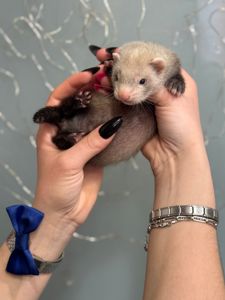 Домашние фретки, фуро или хорек, малышня