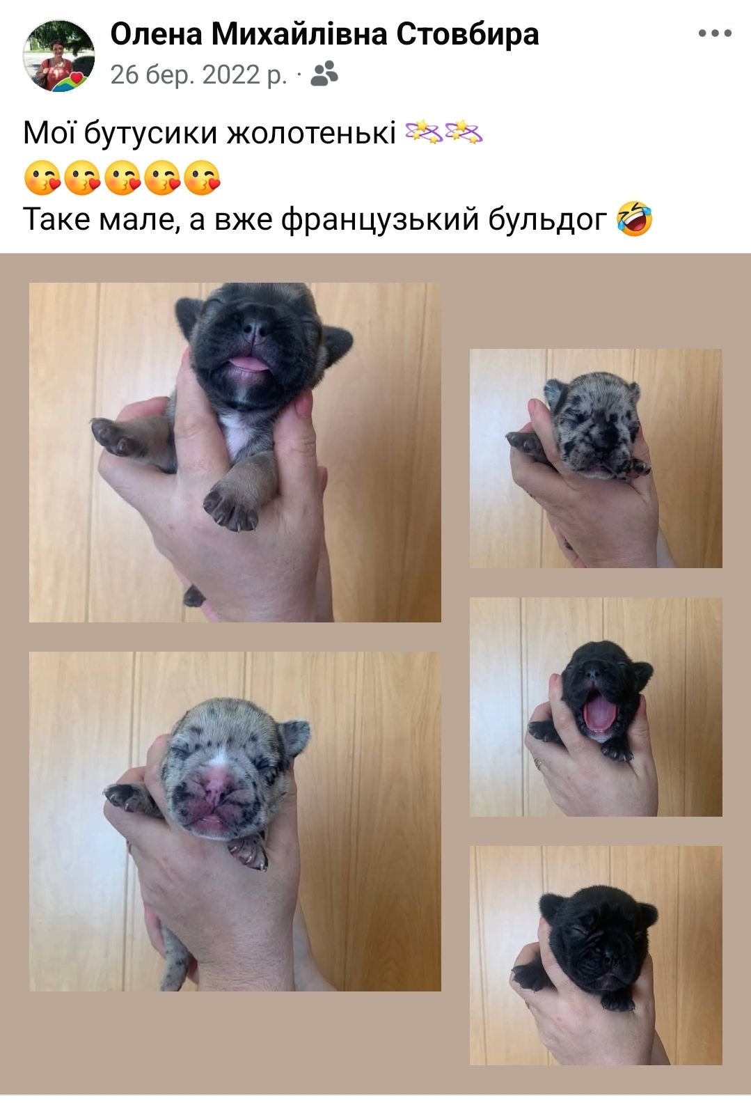 Цуценятко, хлопчик, блакитне дарк мерле