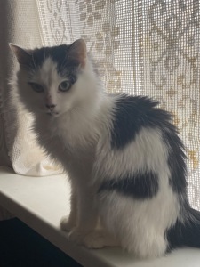 Котик терміново шукає дім