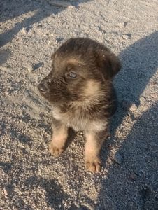 Цуценята німецької вівчарки