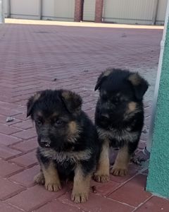 Цуценята німецької вівчарки