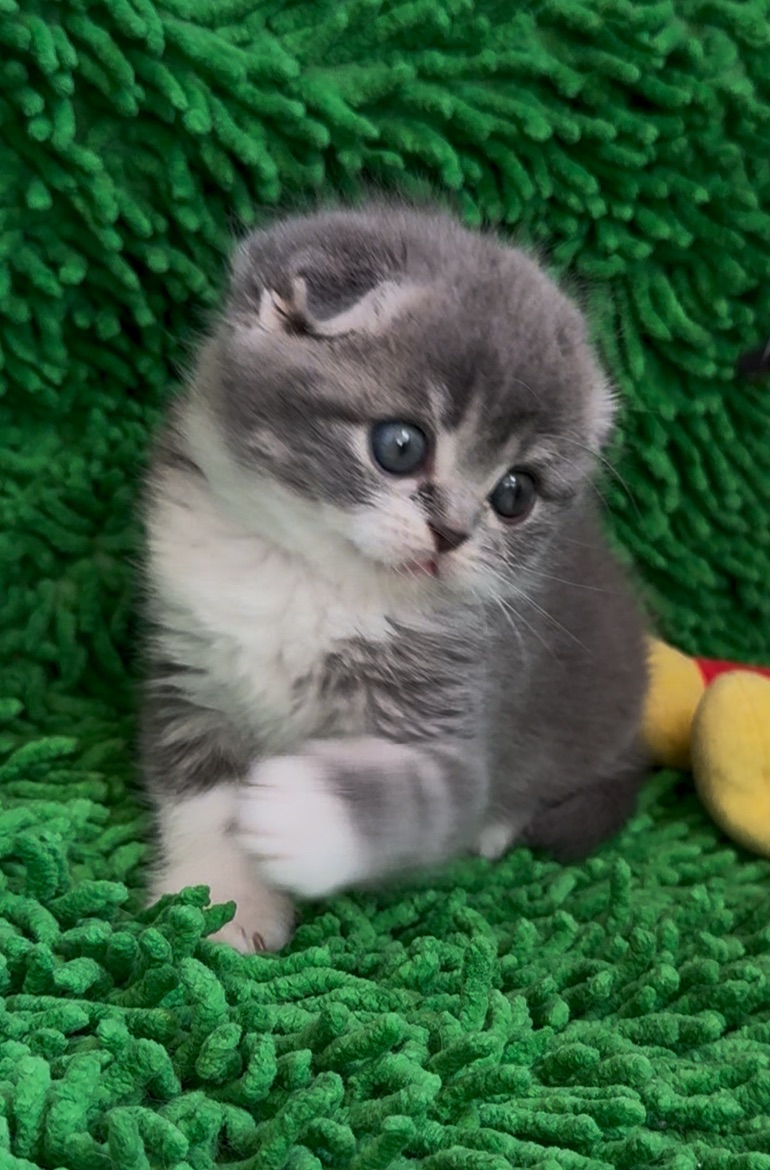 Дуже милі шотландські кошенята